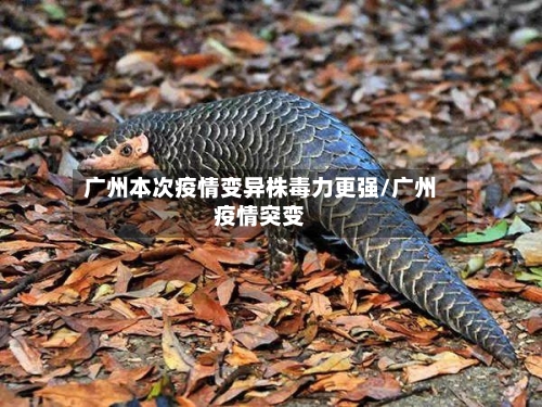 广州本次疫情变异株毒力更强/广州疫情突变-第2张图片