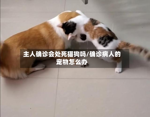 主人确诊会处死猫狗吗/确诊病人的宠物怎么办-第3张图片