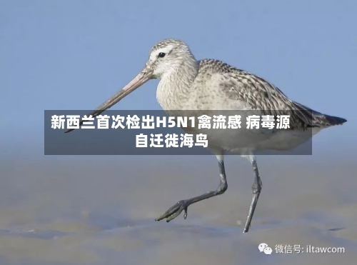 新西兰首次检出H5N1禽流感 病毒源自迁徙海鸟