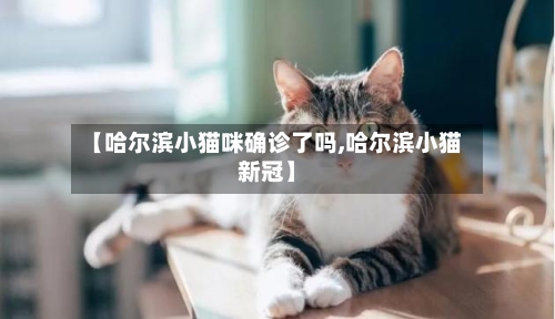 【哈尔滨小猫咪确诊了吗,哈尔滨小猫新冠】