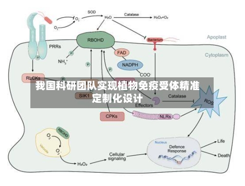 我国科研团队实现植物免疫受体精准定制化设计-第2张图片