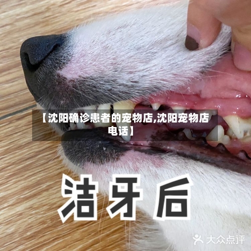 【沈阳确诊患者的宠物店,沈阳宠物店电话】